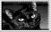 stamp that reads 'black cat lover' with a background image of a black cat